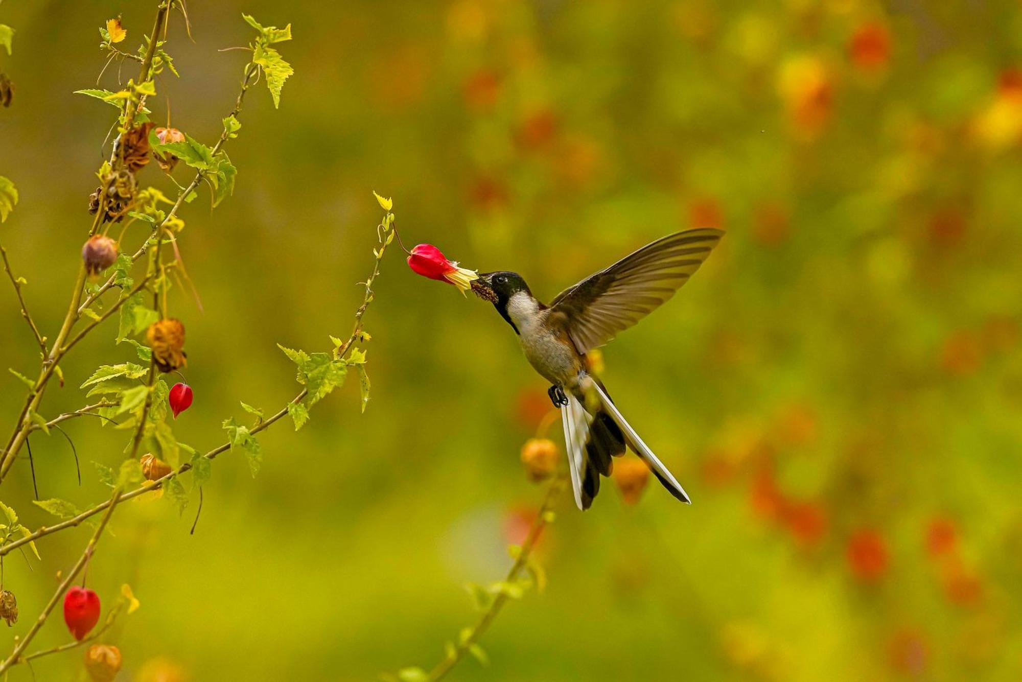 Sacred Valley Mountain Lodge อูรูบัมบา ภายนอก รูปภาพ