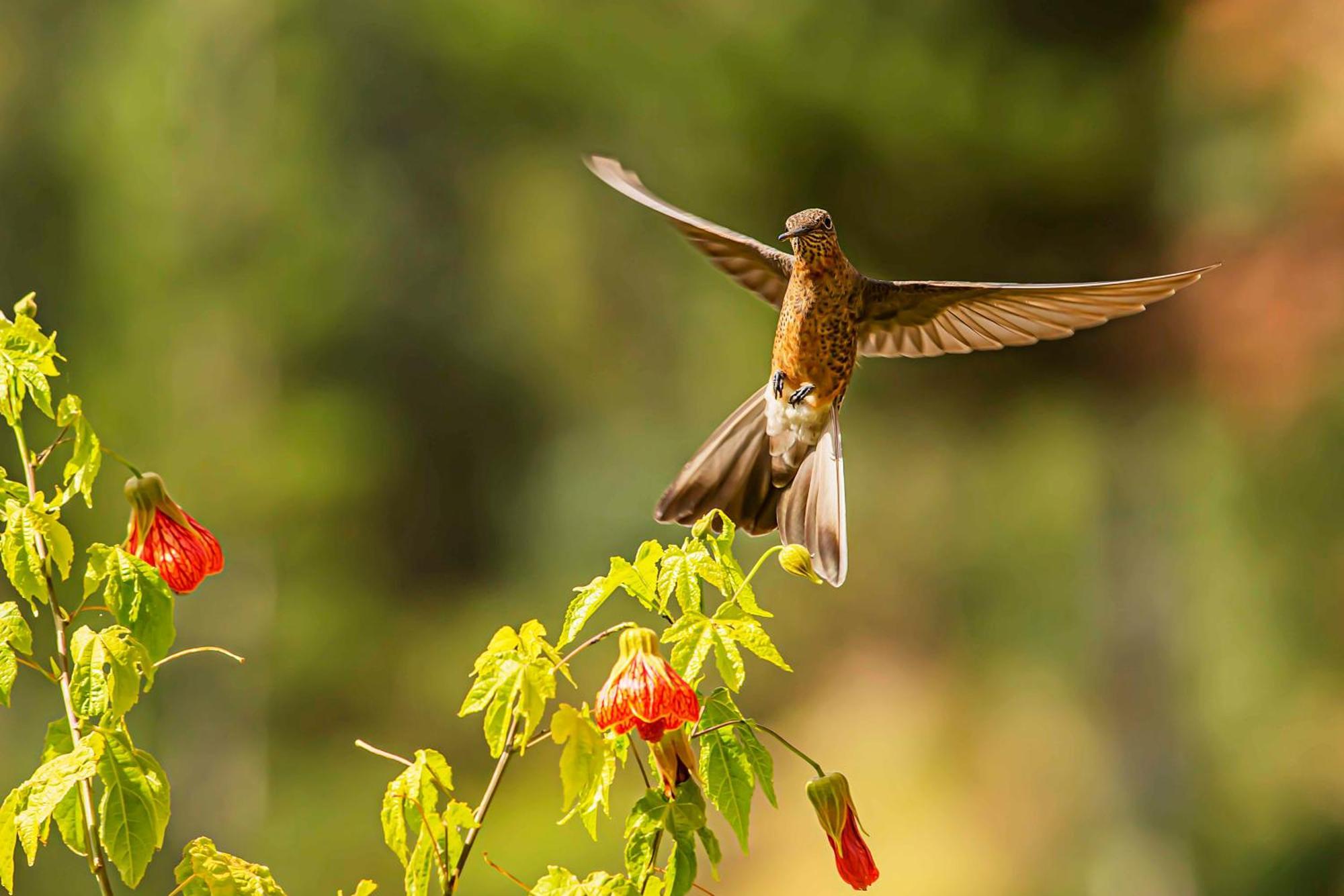 Sacred Valley Mountain Lodge อูรูบัมบา ภายนอก รูปภาพ